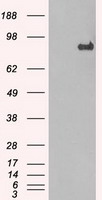 STAT1 Antibody - HEK293T cells were transfected with the pCMV6-ENTRY control (Left lane) or pCMV6-ENTRY STAT1 (Right lane) cDNA for 48 hrs and lysed. Equivalent amounts of cell lysates (5 ug per lane) were separated by SDS-PAGE and immunoblotted with anti-STAT1.