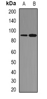 STAT1 Antibody - Western blot analysis of STAT1 expression in HepG2 UV-treated (A); mouse brain (B) whole cell lysates.