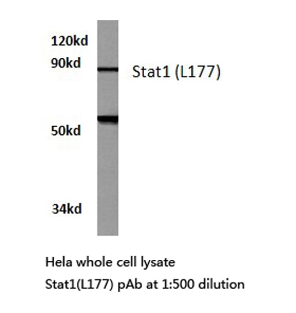 STAT1 Antibody - Western blot of Stat1 (L177) pAb in extracts from HeLa cells.