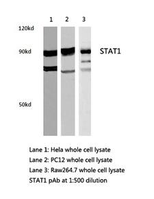 STAT1 Antibody - Western blot of STAT1 pAb in extracts from HeLa , PC12 and Raw264.7 cells.
