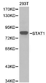 STAT1 Antibody - Western blot of STAT1 pAb in extracts from 293T cells.