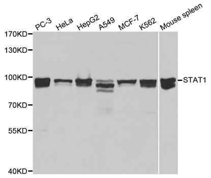 STAT1 Antibody - Western blot analysis of extracts of various cell lines, using STAT1 antibody at 1:1000 dilution. The secondary antibody used was an HRP Goat Anti-Rabbit IgG (H+L) at 1:10000 dilution. Lysates were loaded 25ug per lane and 3% nonfat dry milk in TBST was used for blocking.