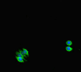 STAT1 Antibody - Immunofluorescent analysis of HepG2 cells diluted at 1:100 and Alexa Fluor 488-congugated AffiniPure Goat Anti-Rabbit IgG(H+L)