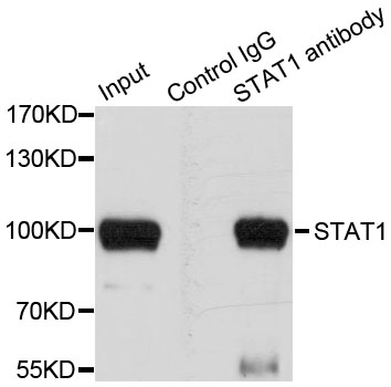 STAT1 Antibody - Immunoprecipitation analysis of 100ug extracts of HeLa cells using 3ug STAT1 antibody. Western blot was performed from the immunoprecipitate using STAT1 antibody at a dilition of 1:1000.