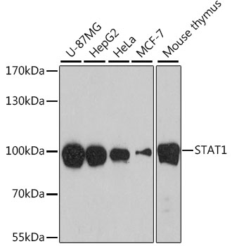 STAT1 Antibody - Western blot analysis of extracts of HeLa cells, using STAT1 antibody at 1:1000 dilution. The secondary antibody used was an HRP Goat Anti-Rabbit IgG (H+L) at 1:10000 dilution. Lysates were loaded 25ug per lane and 3% nonfat dry milk in TBST was used for blocking. An ECL Kit was used for detection and the exposure time was 30s.