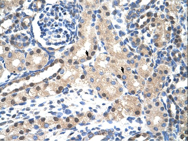 STAT1 Antibody - Human Kidney.  This image was taken for the unconjugated form of this product. Other forms have not been tested.