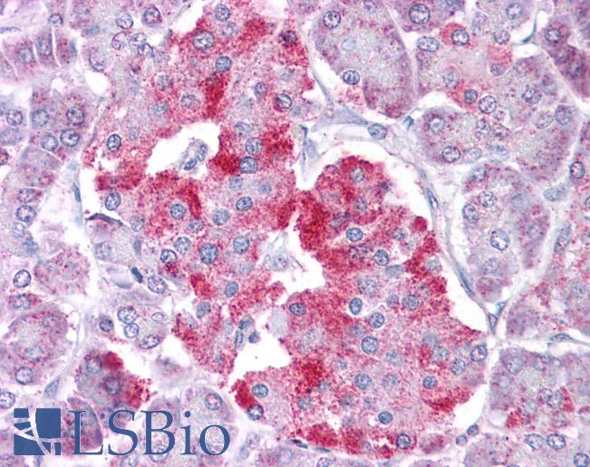 STAT1 Antibody - Anti-STAT1 antibody IHC of human pancreas. Immunohistochemistry of formalin-fixed, paraffin-embedded tissue after heat-induced antigen retrieval. Antibody concentration 5 ug/ml.  This image was taken for the unconjugated form of this product. Other forms have not been tested.