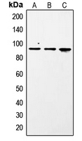 STAT1 Antibody - Western blot analysis of STAT1 (pS727) expression in A431 (A); NIH3T3 insulin-treated (B); Jurkat pervanadate-treated (C) whole cell lysates.