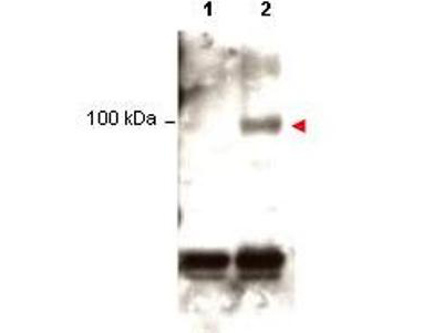 STAT1 Antibody - Anti-Stat1 pY701 Antibody - Western Blot. Western blot of Protein A purified anti-Stat1 pY701 antibody shows detection of phosphorylated Stat1 (indicated by arrowhead at ~91 kD) in K562 cells after 30 min treatment with 1Ku of hIFN-??(lane 2). No reactivity is seen for non-phosphorylated Stat1 in untreated cells (lane 1). The membrane was probed with the primary antibody at a 1:1000 dilution at 4C, overnight. Personal Communication from Ana Gamero, CCR-NCI, Bethesda, MD.