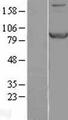 STAT1 Protein - Western validation with an anti-DDK antibody * L: Control HEK293 lysate R: Over-expression lysate