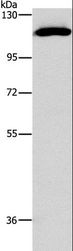 STAT2 Antibody - Western blot analysis of PC3 cell, using STAT2 Polyclonal Antibody at dilution of 1:800.