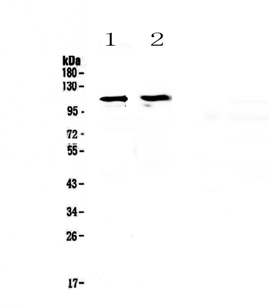 STAT2 Antibody - Western blot - Anti-STAT2 Picoband antibody