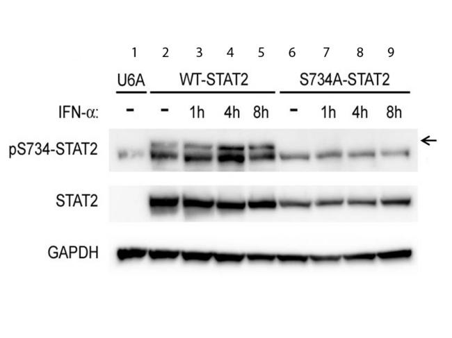 STAT2 Antibody - Western Blot of Rabbit anti-STAT2pS734 antibody. Lane 1: U6A cells (STAT2 deficient) untreated. Lane 2: U6A cells reconstituted with STAT2 untreated. Lane 3: U6A cells, STAT2 treated with IFNa (1h). Lane 4: U6A cells, STAT2 + IFNa (4h). Lane 5: U6A cells, STAT2 + IFNa (8h). Lane 6: U6A cells reconstituted with S734A-STAT2 mutant untreated. Lane 7: U6A cells, S734A-STAT2 treated with IFNa (1h). Lane 8: U6A cells, S734A-STAT2 + IFNa (4h). Lane 9: U6A cells, S734A-STAT2 + IFNa (8h). Load: 20 µg per lane. Primary antibody: STAT2 pS734 antibody at 1:1000 for overnight at 4°C. Secondary antibody: IRDye800™ rabbit secondary antibody at 1:10,000 for 45 min at RT.
