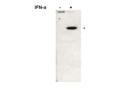 STAT2 Antibody - Anti-Stat2pY690 Antibody - Western Blot. Western blot of Immuno-chemicals affinity purified anti-Stat2pY690 antibody shows detection of Stat2pY690 protein (arrowhead) in Jurkat cells without (left lane) and with (right lane) 1000U/mL of IFN-a for 15 min at 37oC. Primary antibody was used at 1:1000. Personal Communication, A. Gamero, NCI, Bethesda, MD.