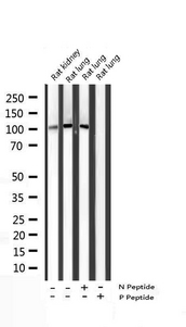STAT2 Antibody - Western blot analysis of extracts of various cellslines using Histone H3 antibody.