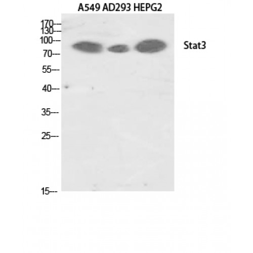 STAT3 Antibody - Western blot of Stat3 antibody