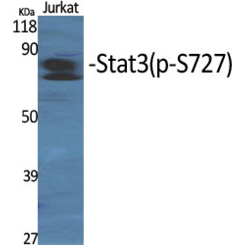 STAT3 Antibody - Western blot of Phospho-Stat3 (S727) antibody