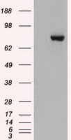 STAT3 Antibody - HEK293T cells were transfected with the pCMV6-ENTRY control (Left lane) or pCMV6-ENTRY STAT3 (Right lane) cDNA for 48 hrs and lysed. Equivalent amounts of cell lysates (5 ug per lane) were separated by SDS-PAGE and immunoblotted with anti-STAT3.