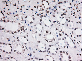 STAT3 Antibody - IHC of paraffin-embedded kidney using anti-STAT3 mouse monoclonal antibody.