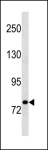 STAT3 Antibody - STAT3 Antibody western blot of A549 cell line lysates (35 ug/lane). The STAT3 antibody detected the STAT3 protein (arrow).