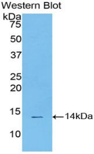 STAT3 Antibody - Western blot of recombinant STAT3.  This image was taken for the unconjugated form of this product. Other forms have not been tested.