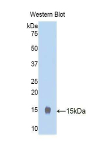 STAT3 Antibody - Western blot of recombinant STAT3.  This image was taken for the unconjugated form of this product. Other forms have not been tested.