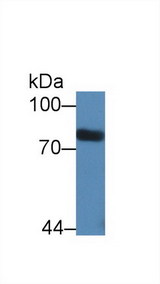 STAT3 Antibody - Western Blot; Sample: Rat Serum; Primary Ab: 2µg/mL Rabbit Anti-Rat STAT3 Antibody Second Ab: 0.2µg/mL HRP-Linked Caprine Anti-Rabbit IgG Polyclonal Antibody