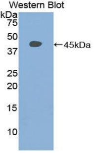 STAT3 Antibody - Western blot of recombinant STAT3.  This image was taken for the unconjugated form of this product. Other forms have not been tested.