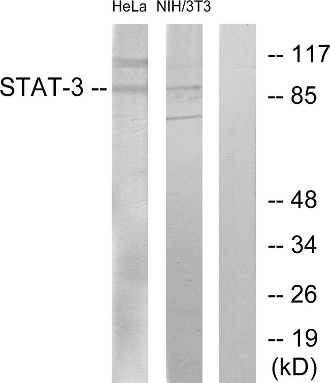 STAT3 Antibody - Western blot analysis of lysates from HeLa and 3T3 cells, using STAT3 Antibody. The lane on the right is blocked with the synthesized peptide.
