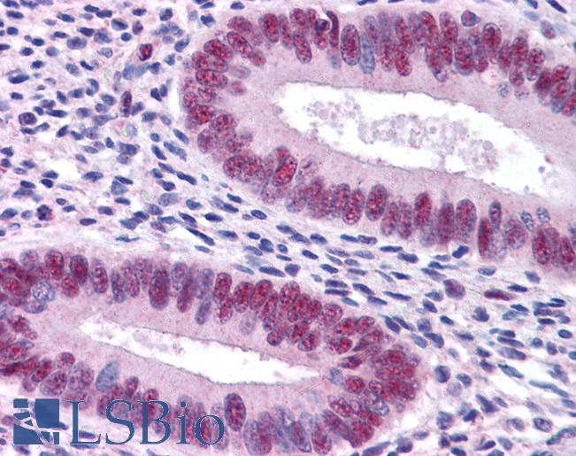 STAT3 Antibody - Anti-STAT3 antibody IHC of human uterus. Immunohistochemistry of formalin-fixed, paraffin-embedded tissue after heat-induced antigen retrieval. Antibody concentration 5 ug/ml.  This image was taken for the unconjugated form of this product. Other forms have not been tested.