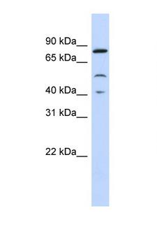 STAT3 Antibody - STAT3 antibody Western blot of 721_B Cell lysate. Antibody concentration 1 ug/ml. This image was taken for the unconjugated form of this product. Other forms have not been tested.