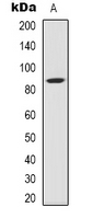 STAT3 Antibody - Western blot analysis of STAT3 (AcK87) expression in mouse spleen (A) whole cell lysates.
