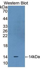 STAT3 Antibody