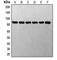 STAT3 Antibody - Western blot analysis of STAT3 expression in A549 (A); LO2 (B); SP2/0 (C); NIH3T3 (D); PC12 (E); H9C2 (F) whole cell lysates.