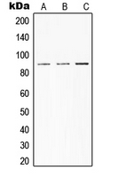 STAT3 Antibody - Western blot analysis of STAT3 expression in HepG2 (A); Raw264.7 (B); H9C2 (C) whole cell lysates.