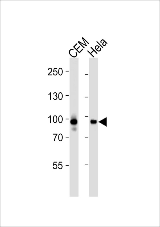 STAT3 Antibody - Western blot of lysates from CEM, HeLa cell line (from left to right) with Stat3 Antibody. Antibody was diluted at 1:1000 at each lane. A goat anti-mouse IgG H&L (HRP) at 1:3000 dilution was used as the secondary antibody. Lysates at 35 ug per lane.