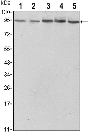 STAT3 Antibody - Western blot using STAT3 mouse monoclonal antibody against HeLa (1),NIH/3T3 (2), Jurkat (3), PC-12 (4) and COS7 (5) cell lysate.