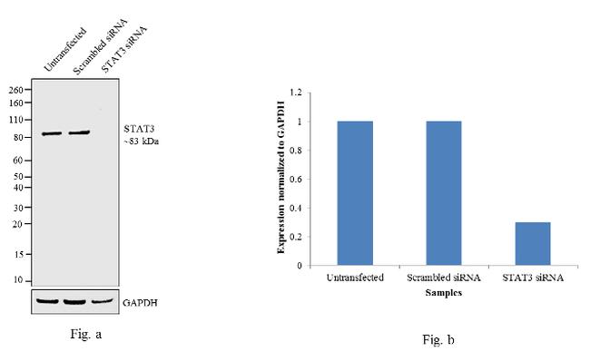 STAT3 Antibody - STAT3 Antibody in Western Blot (WB)