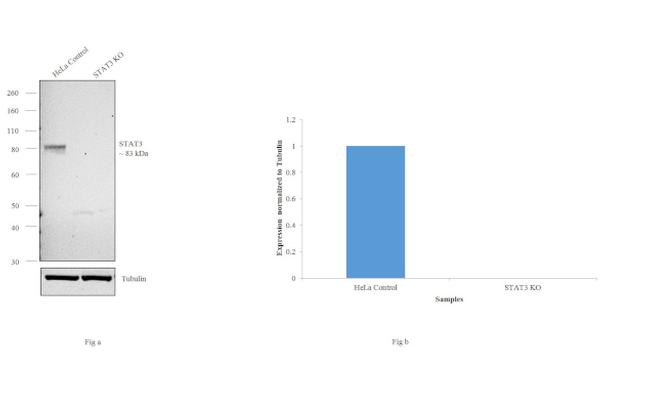 STAT3 Antibody - STAT3 Antibody in Western Blot (WB)