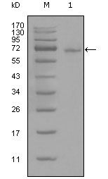 STAT3 Antibody - STAT3 Antibody in Western Blot (WB)