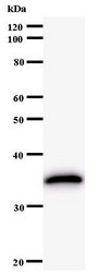 STAT3 Antibody - Western blot of immunized recombinant protein using STAT3 antibody.
