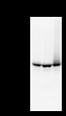 STAT3 Antibody - Detection of STAT3 by Western blot. Samples: Whole cell lysate from human HeLa (H, 25 ug) , mouse NIH3T3 (M, 50 ug) and rat F2408 (R, 50 ug) cells. Predicted molecular weight: 87 kDa