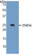 STAT3 Antibody