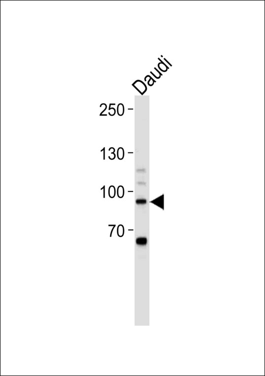 STAT3 Antibody - STAT3 Antibody (pS727) western blot of Daudi cell line lysates (35 ug/lane). The STAT3 antibody detected the STAT3 protein (arrow).