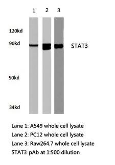 STAT3 Antibody - Western blot of STAT3 pAb in extracts from A549, PC12 and Raw264.7 cells.