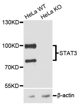 STAT3 Antibody - Western blot analysis of extracts from STAT3 wild-type (WT) and knockout (KO) HeLa cellss.