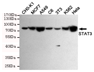 STAT3 Antibody - Western blot detection of STAT3 in CHO-K1, C6, 3T3, K562, CEM, Jurkat, HeLa, MCF7, COS7, 293T, A431 and A549 cell lysates using STAT3 mouse monoclonal antibody (1:1000 dilution). Predicted band size: 88KDa. Observed band size:88KDa.