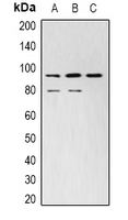 STAT3 Antibody - Western blot analysis of STAT3 expression in HeLa (A); NIH3T3 (B); PC12 (C) whole cell lysates.