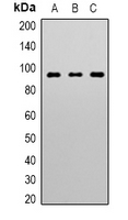 STAT3 Antibody - Western blot analysis of STAT3 expression in HeLa (A); mouse heart (B); rat heart (C) whole cell lysates.
