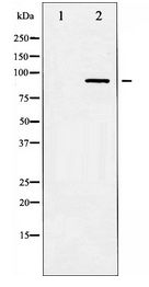 STAT3 Antibody - Western blot of STAT3 expression in HeLa whole cell lysates,The lane on the left is treated with the antigen-specific peptide.